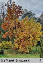 Liriodendron tulipifera (tulipanowiec amerykański)