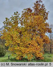 Liriodendron tulipifera (tulipanowiec amerykański)