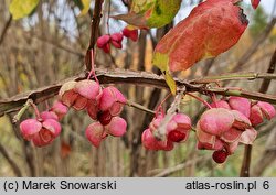 Euonymus phellomanus (trzmielina korkowa)