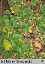 Ulmus parvifolia Geisha