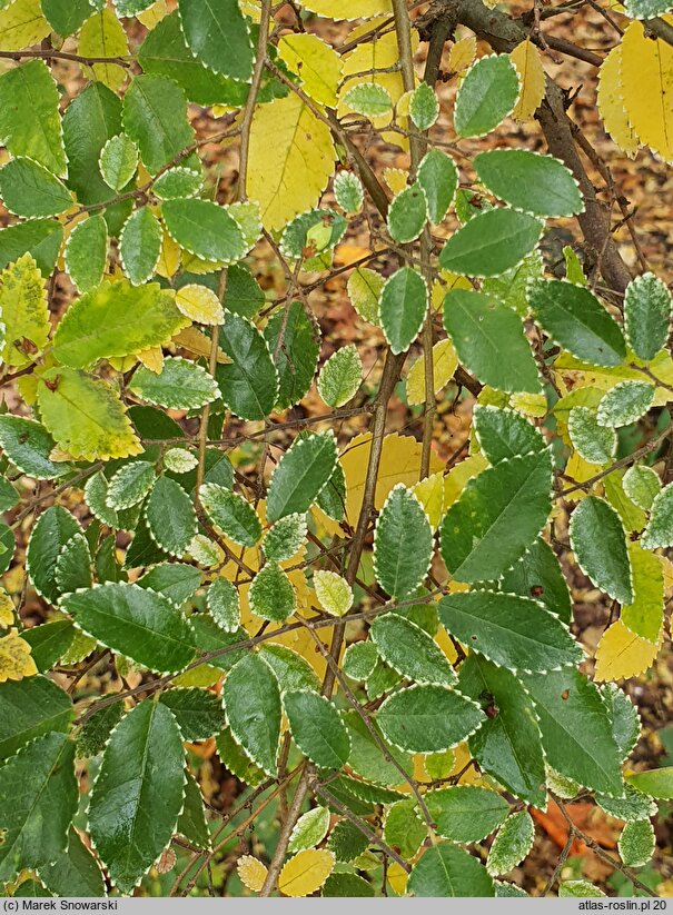 Ulmus parvifolia Geisha