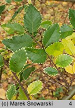 Ulmus parvifolia Geisha