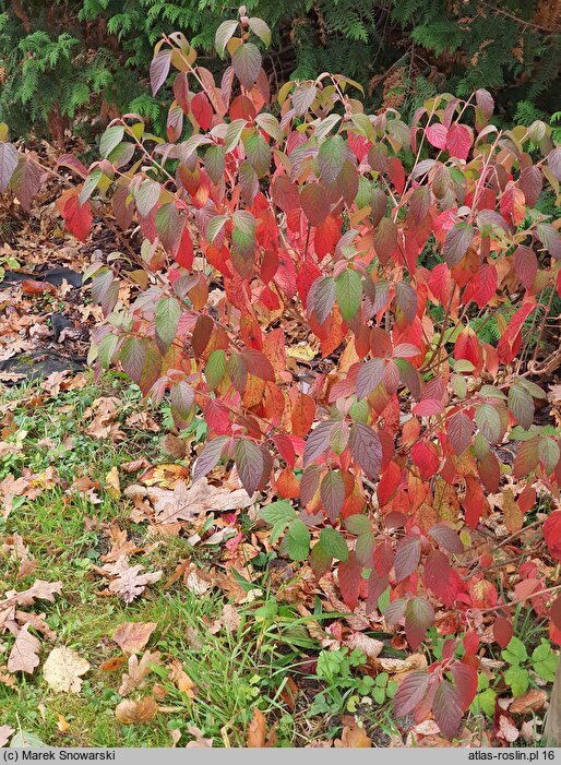 Viburnum plicatum St Keverne