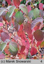Viburnum plicatum St Keverne