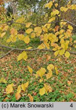 Ulmus laevis (wiąz szypułkowy)