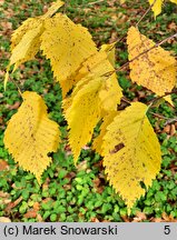 Ulmus laevis (wiąz szypułkowy)