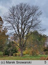 Ulmus laevis (wiąz szypułkowy)