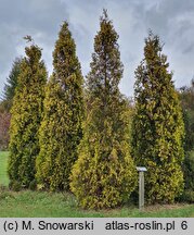 Thuja occidentalis Aurescens