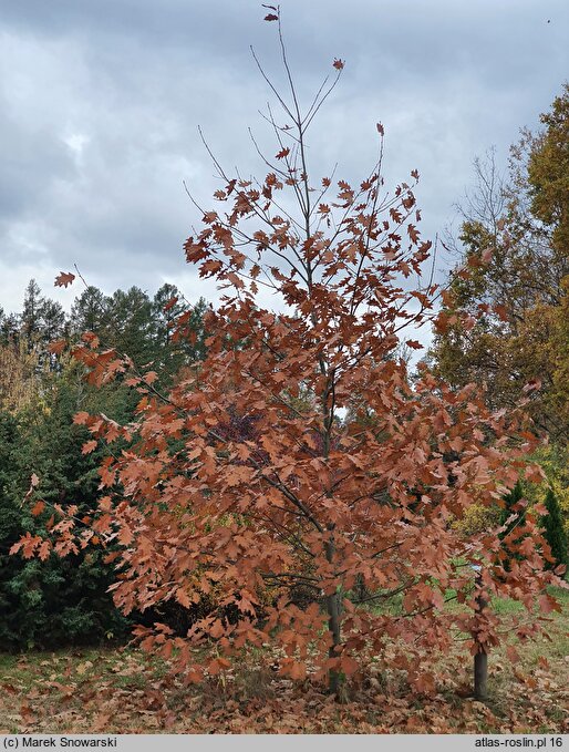 Quercus rubra Aurea