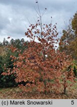 Quercus rubra Aurea