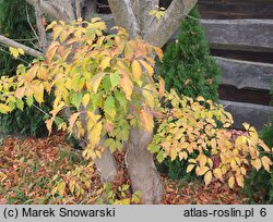 Acer cissifolium (klon winnolistny)