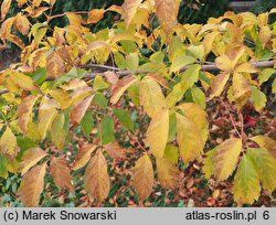 Acer cissifolium (klon winnolistny)