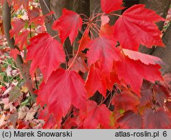 Acer rubrum (klon czerwony)