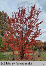 Acer rubrum (klon czerwony)