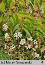 Heptacodium miconioides (heptakodium chińskie)