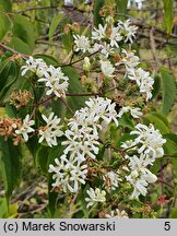 Heptacodium miconioides (heptakodium chińskie)