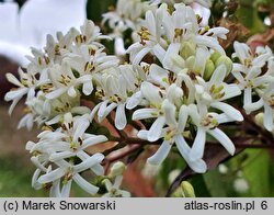 Heptacodium miconioides (heptakodium chińskie)