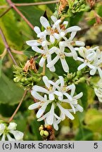 Heptacodium miconioides (heptakodium chińskie)