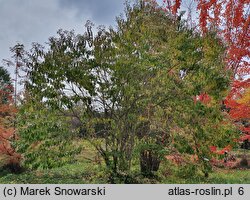 Heptacodium miconioides (heptakodium chińskie)