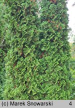 Thuja occidentalis Spiralis