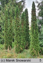 Thuja occidentalis Spiralis