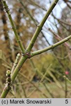 Euonymus hamiltonianus (trzmielina Hamiltona)