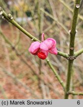 Euonymus hamiltonianus (trzmielina Hamiltona)