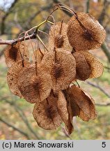 Ptelea trifoliata (parczelina trójlistkowa)