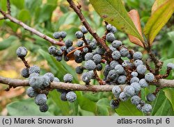 Myrica pensylvanica (woskownica pensylwańska)