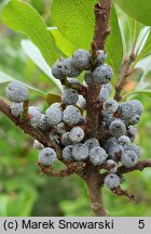 Myrica pensylvanica (woskownica pensylwańska)