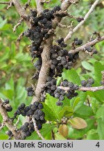 Myrica pensylvanica (woskownica pensylwańska)