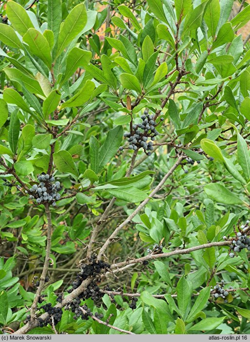 Myrica pensylvanica (woskownica pensylwańska)