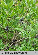 Myrica pensylvanica (woskownica pensylwańska)