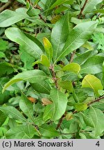 Myrica pensylvanica (woskownica pensylwańska)