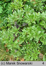 Myrica pensylvanica (woskownica pensylwańska)