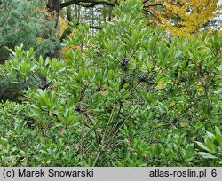 Myrica pensylvanica (woskownica pensylwańska)