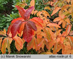 Oxydendrum arboreum (kwaśnodrzew konwaliowy)