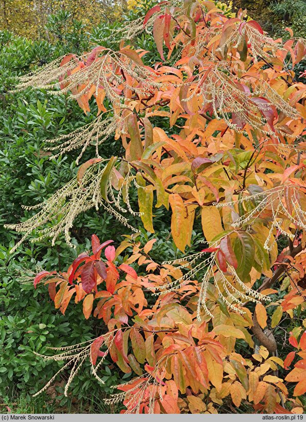 Oxydendrum arboreum (kwaśnodrzew konwaliowy)