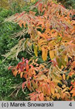 Oxydendrum arboreum (kwaśnodrzew konwaliowy)