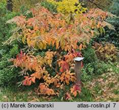 Oxydendrum arboreum (kwaśnodrzew konwaliowy)