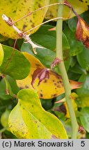 Smilax rotundifolia (kolcorośl okrągłolistny)