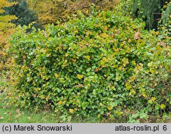 Smilax rotundifolia (kolcorośl okrągłolistny)