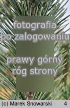 Pinus aristata (sosna oścista)