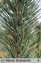 Pinus aristata (sosna oścista)