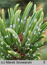 Pinus aristata (sosna oścista)