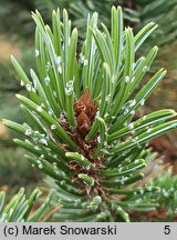 Pinus aristata (sosna oścista)