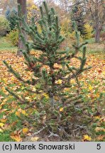 Pinus aristata (sosna oścista)