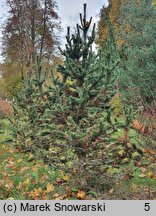 Pinus aristata (sosna oścista)