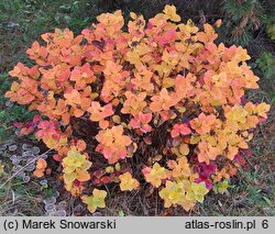 Spiraea splendens (tawuła gęstokwiatowa)