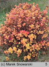 Spiraea splendens (tawuła gęstokwiatowa)